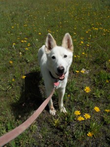 Lolo, my once-Iditarod-lead-dog, now slinks  along close behind me as my white shadow.