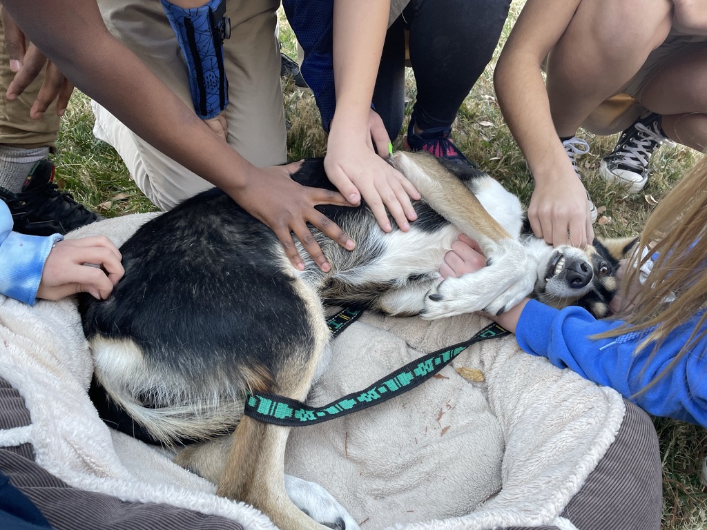 A sled dog in her bed with many hands stroking her